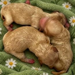 Girl - Apricot female Maltipoo puppy in San Diego, Temecula, Ontario, California from Yorkie & Maltese Royalty