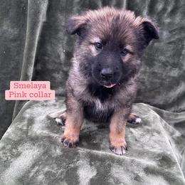 Smelaya - Sable female German Shepherd puppy in New Cambria, Missouri from Des Hausraben Shepherds