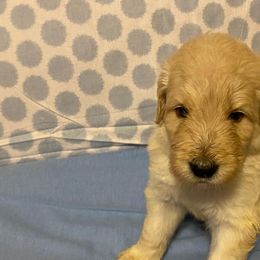 Goldendoodle Puppies from Toneytails Doodles