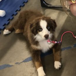 Dixie - Toy Australian Shepherd