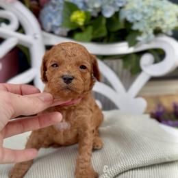 Jelly Bean - Red female Cavapoo puppy in Arlington, Texas from Van Haselen Poodles and Doodles
