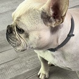 Boxers and French Bulldogs from Infinity Boxer’s n Infinity French Bulldog’s Von Helm