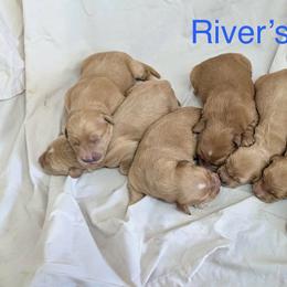 Boy 9 - Dark golden male Golden Retriever puppy in Parker, Colorado from Legacy Ranch Golden Retrievers