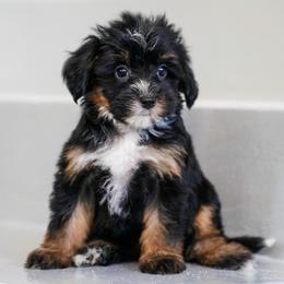Beatrice - Tri-color female Bernedoodle puppy in Dundee, Ohio from Down Home Doodle