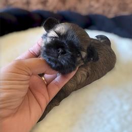 AKC Butters - Gold male Shih Tzu puppy in Los Angeles, California from LUXURY PAWS