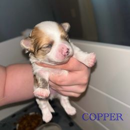 Copper - White and tan male Morkie puppy in Aliquippa, Pennsylvania from The Morkie Mom