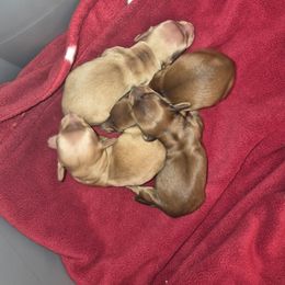Hazel - Cream female Dachshund puppy in Powhatan, Virginia from Dashing Dachshunds Kennels