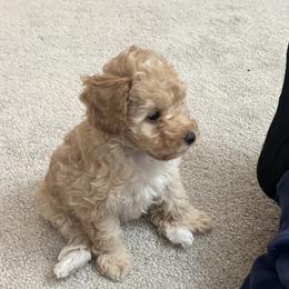 Poodle Puppies from ItalianToyPoodles