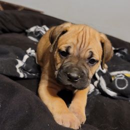 Cane Corso Puppies from Red Wood Cane Corso