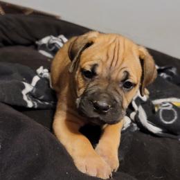 Cane Corso Puppies from Red Wood Cane Corso