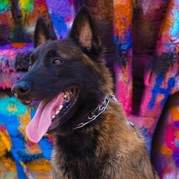 Belgian Malinois from Petrova Malinois