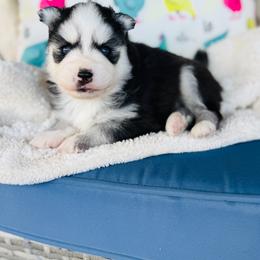 Bean - Black and white female Pomsky puppy in Yavapai County, Arizona from Pawsh Pomskies