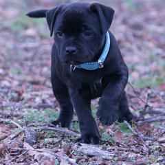 Staffordshire Bull Terrier Puppies from Sublime Staffords