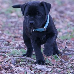 Staffordshire Bull Terrier Puppies from Sublime Staffords