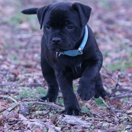 Staffordshire Bull Terrier Puppies from Sublime Staffords