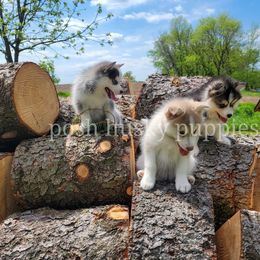 Pomsky Puppies from Posh Husky Puppies