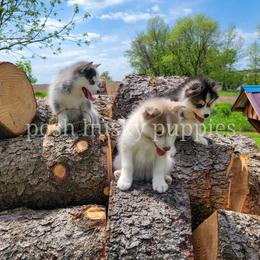 Pomsky Puppies from Posh Husky Puppies