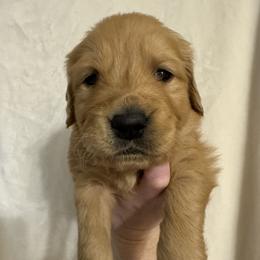 Golden Retriever Puppies from O’Shields Golden Paws