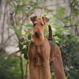 Austin - Airedale Terrier