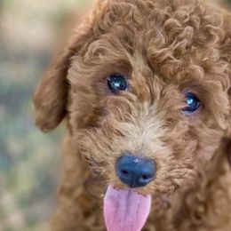 Cockapoos and Goldendoodles from Boutique Doodles