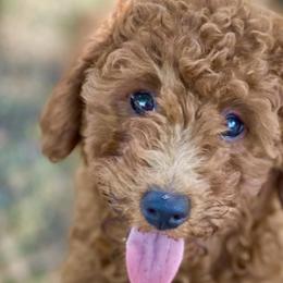 Cockapoos and Goldendoodles from Boutique Doodles