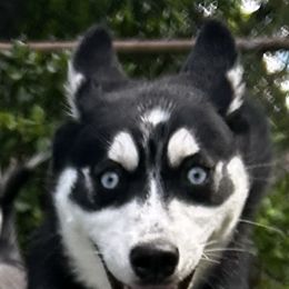Pomsky Puppies from Allis Palace Pomskies