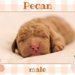 Pecan - Apricot male Goldendoodle puppy in College Station, Texas from Em & El Doodles