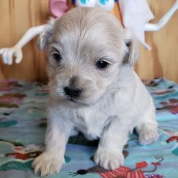 Daisy - Cream female Maltipoo puppy in Cabool, Missouri from Long View Family Maltipoos