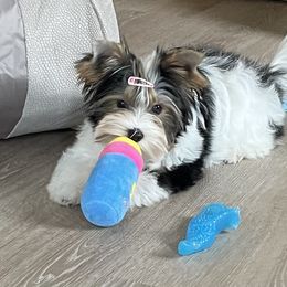 Biewer Terrier Puppies from Biewer Journey