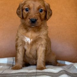 Yellow Collar - Dark golden female Golden Retriever puppy in Cheyenne, Wyoming from Golden Badger Kennels