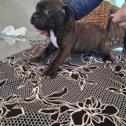 Number 2 - Brindle female Staffordshire Bull Terrier puppy in Killeen, Texas from Miguel's Staffordshire Bull Terriers