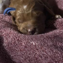 Goldendoodle Puppies from Creekside Cottage Doodles