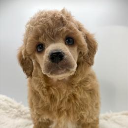 Goose - Apricot male Poodle puppy in Wheatland, California from Sapphire Ridge Poodles