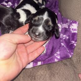 Black n white male - Piebald male Dachshund puppy in Coeburn, Virginia from Southern Sweetheart Kennels