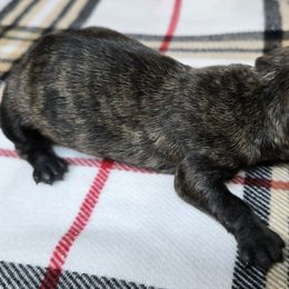 Puppy 1 - Brindle male Scottish Terrier puppy in San Tan Valley, Arizona from For the love of Scotties