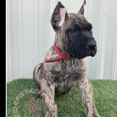 Beerus - Tiger Perro de Presa Canario puppy in El Paso, Texas from Mesquite Creek Kennels
