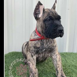 Beerus - Tiger Perro de Presa Canario puppy in El Paso, Texas from Mesquite Creek Kennels