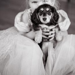 Dachshund Puppies from Swedoxies