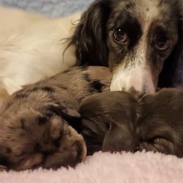 Dachshunds from Doxie Acres PA
