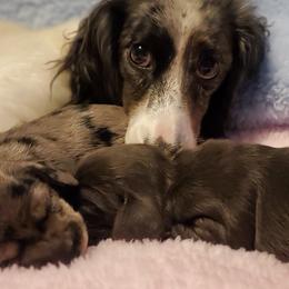 Dachshunds from Doxie Acres PA