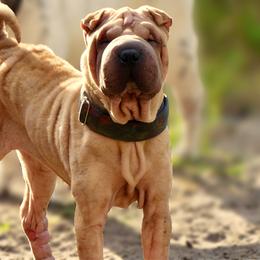 Porchia - Chinese Shar-Pei
