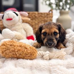 Ezra - Red male Dachshund puppy in La Marque, Texas from For the Love of Doxens