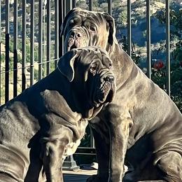 Neapolitan Mastiffs from San Diego Mastiff