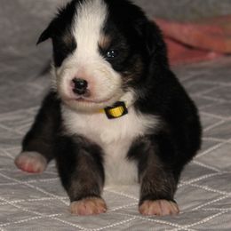 Kobe - Black tri-color male Australian Shepherd puppy in Cookeville, Tennessee from Spring Creek Aussies
