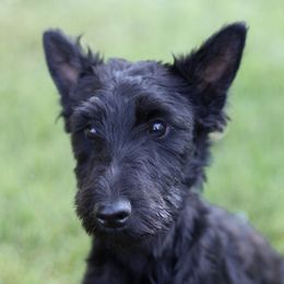 Bonnie - Scottish Terrier