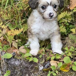 Chinese Crested Puppies from Bare Nakeys