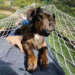 Lily - Dachshund