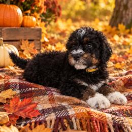 Cocoa - Tri-color male Bernedoodle puppy in Lakeside, California from True Joy Bernedoodles and French bulldogs