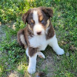Arwen - Red tri-color female Australian Shepherd puppy in Powell, Wyoming from Waterworth Australian Shepherds