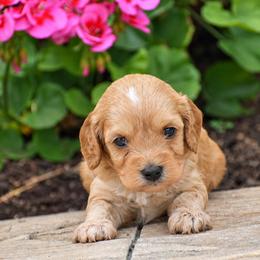 Cameron - Red male Cavapoo puppy in Gap, Pennsylvania from Country View Puppies ( License 18816)
